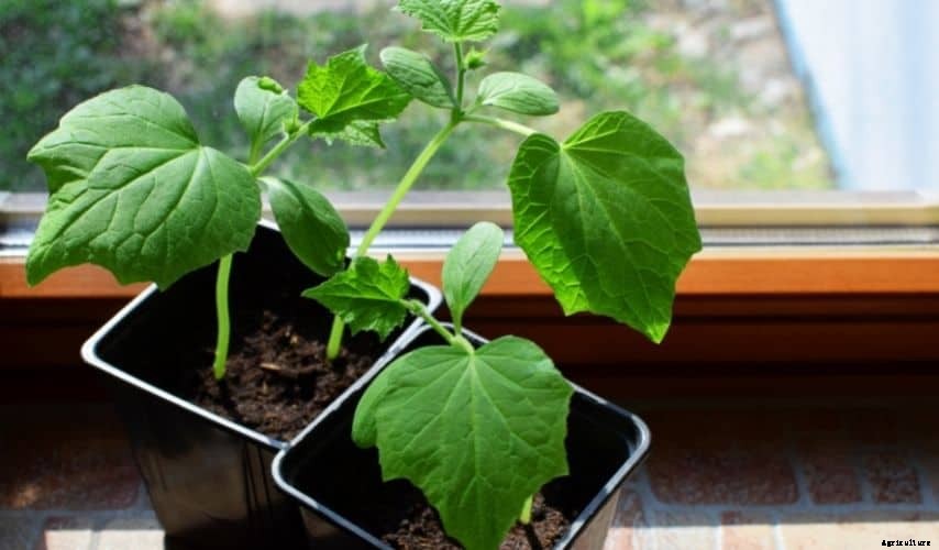 Growing cucumbers on black plastic (Complete Guide)