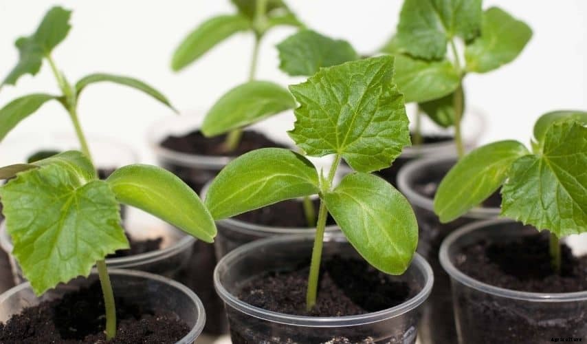 Growing cucumbers on black plastic (Complete Guide)