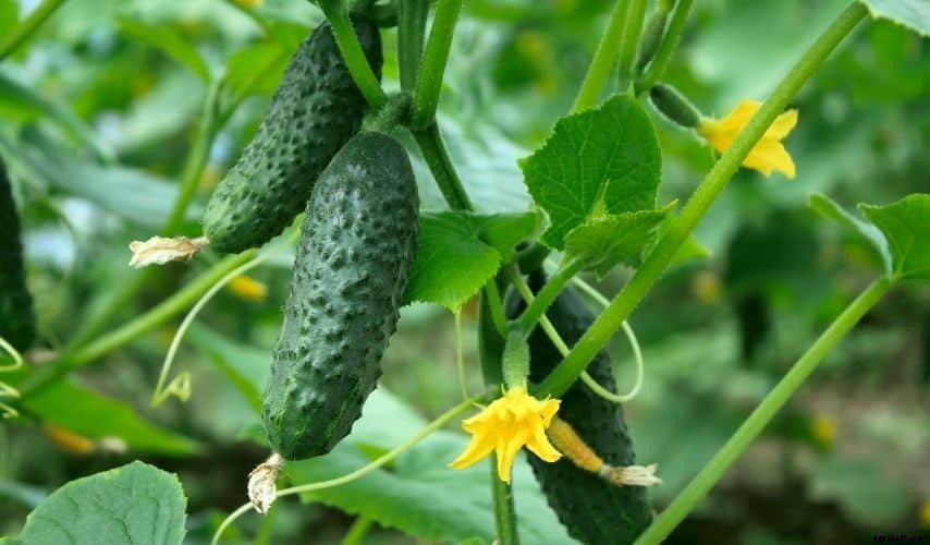 Growing cucumbers on black plastic (Complete Guide)