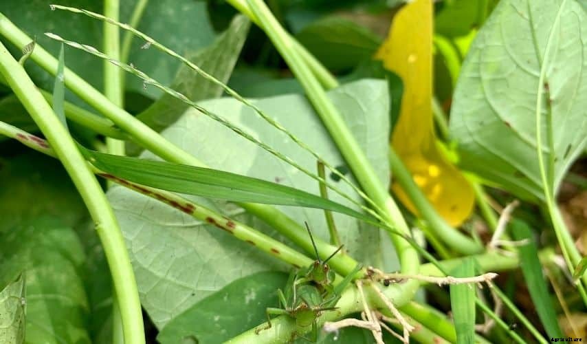 How to get rid of grasshoppers in my vegetable garden (15 Best and Doable Ways)