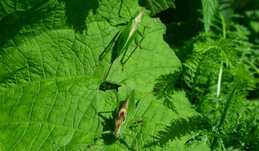 How to get rid of grasshoppers in my vegetable garden (15 Best and Doable Ways)
