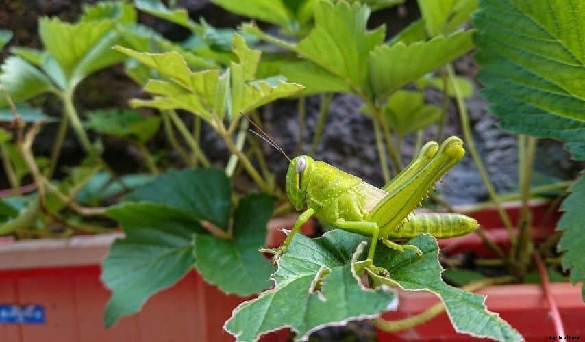 How to get rid of grasshoppers in my vegetable garden (15 Best and Doable Ways)