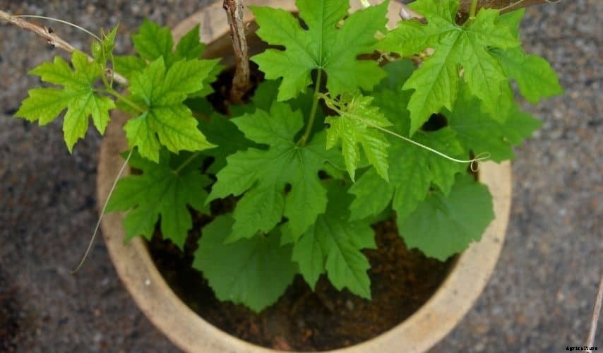 Growing Vegetables in Pots For Beginners (Helpful Tips)