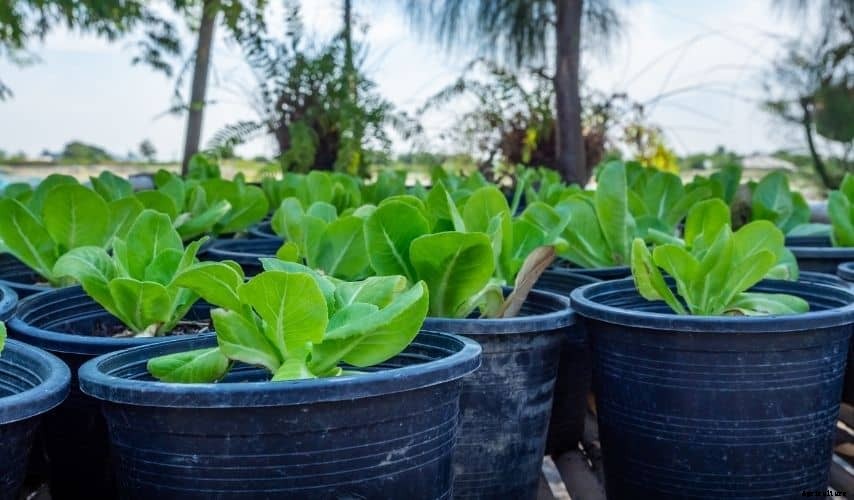 Growing Vegetables in Pots For Beginners (Helpful Tips)