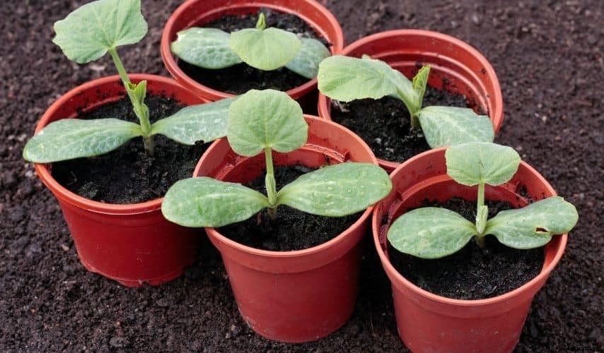 Fast Growing Vegetables In Pots (11 Incredible veggies)