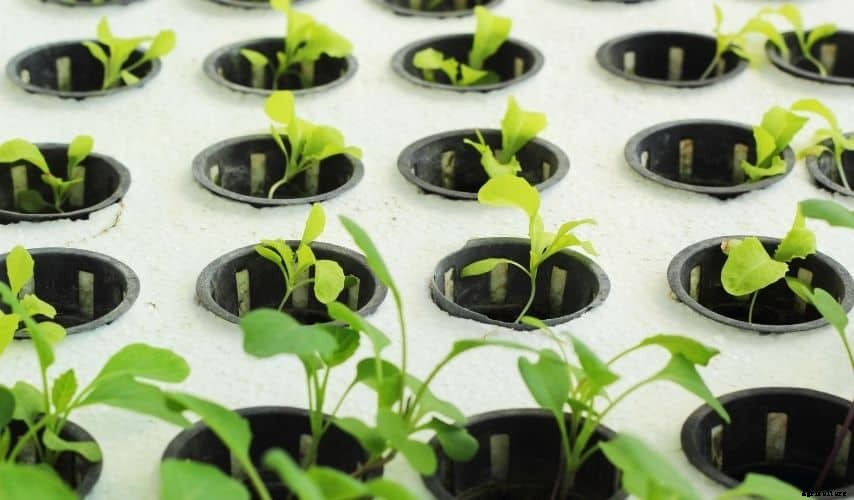 Fast Growing Vegetables In Pots (11 Incredible veggies)