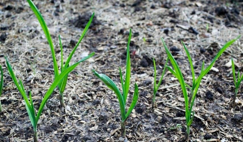 Vegetable Garden: What You Shouldn’t Plant Next To Each Other