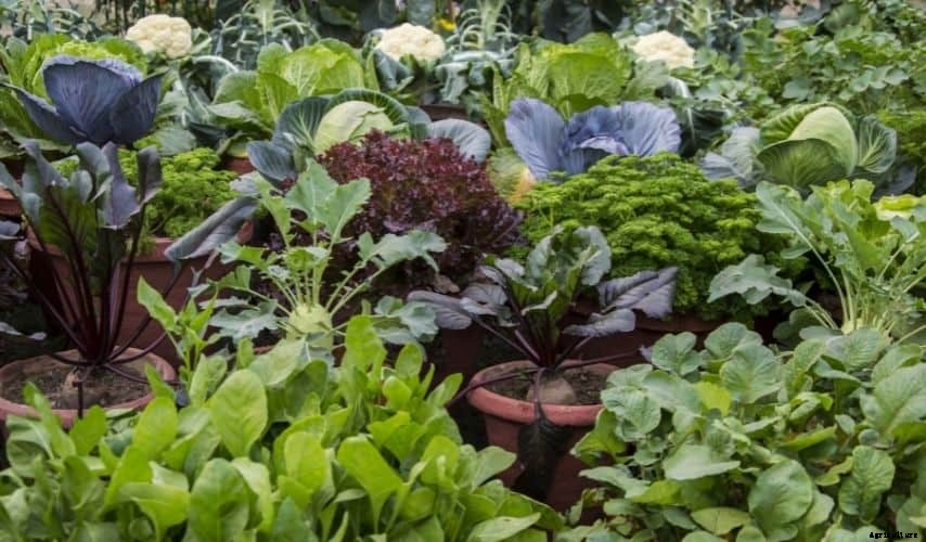 Vegetable Garden: What You Shouldn’t Plant Next To Each Other