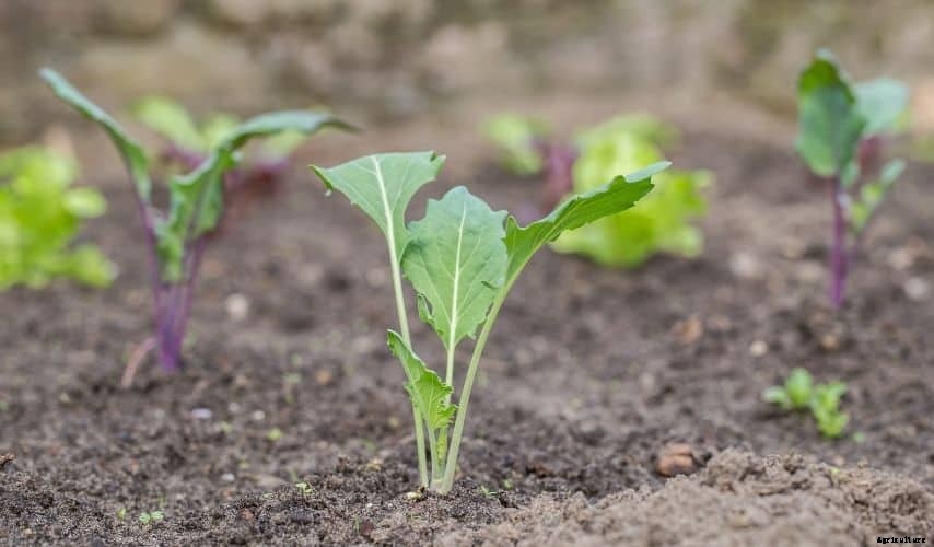 Vegetable Garden: What You Shouldn’t Plant Next To Each Other