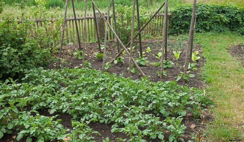 How to Plant a Fruit and Vegetable Garden