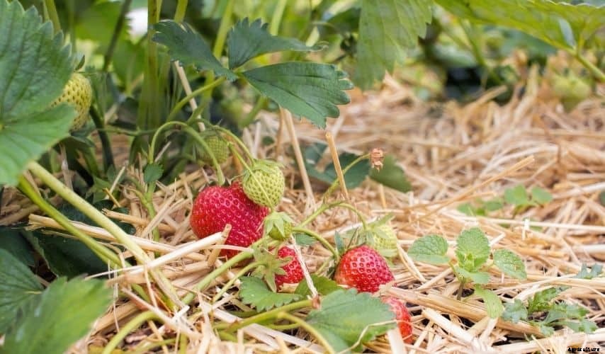 How to Plant a Fruit and Vegetable Garden