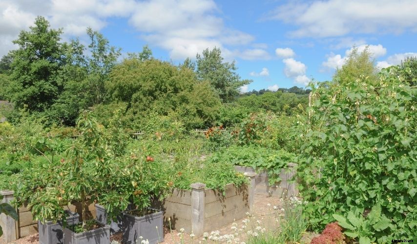 How to Plant a Fruit and Vegetable Garden