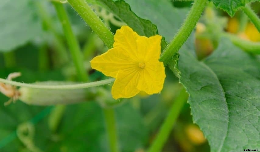 How to Plant a Fruit and Vegetable Garden