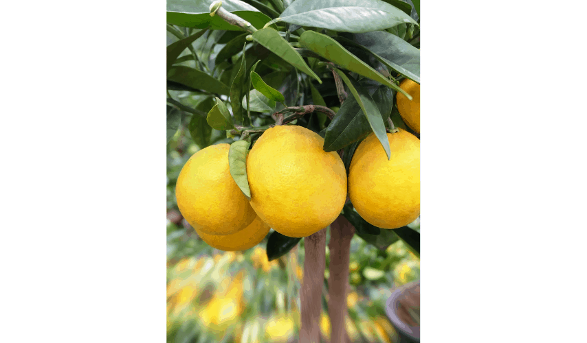 Easy Fruits and Vegetables To Grow In Pots – You Should Try