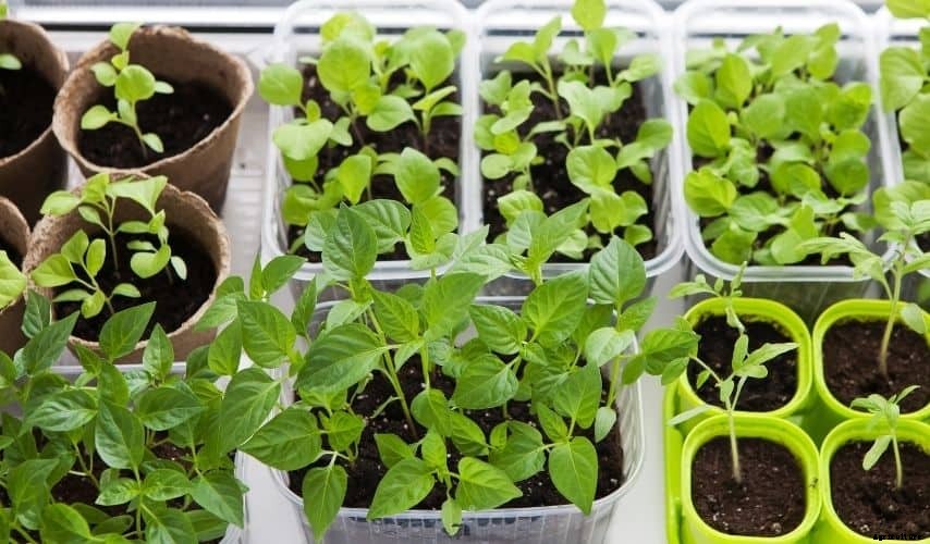 Easy Fruits and Vegetables To Grow In Pots – You Should Try