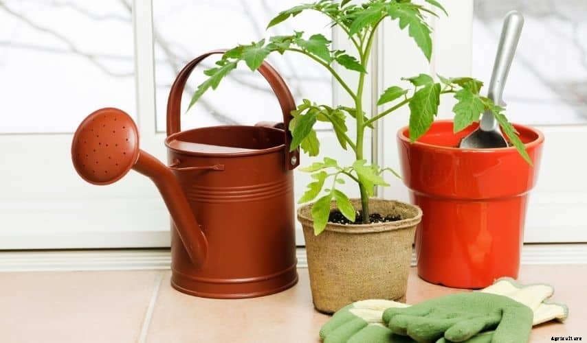 Easy Fruits and Vegetables To Grow In Pots – You Should Try