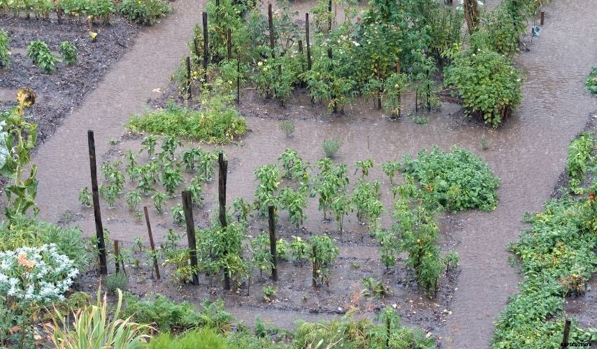 Protect Your Vegetable Garden From Heavy Rains