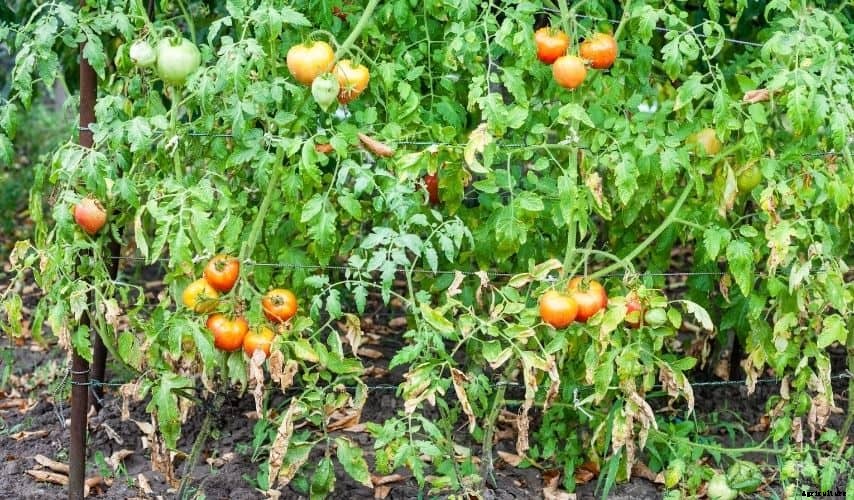 Protect Your Vegetable Garden From Heavy Rains