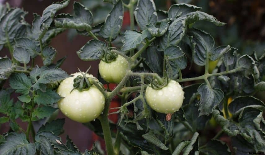 Protect Your Vegetable Garden From Heavy Rains