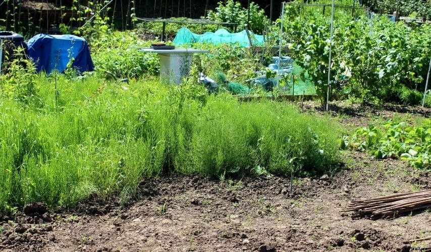 How to Reclaim a Neglected Vegetable Garden to Regain its Initial Glory (7 Useful Tips)
