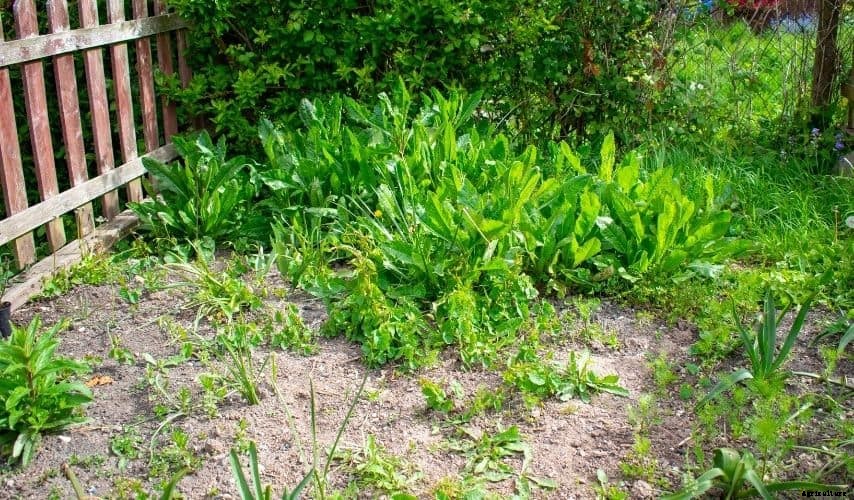 How to Reclaim a Neglected Vegetable Garden to Regain its Initial Glory (7 Useful Tips)