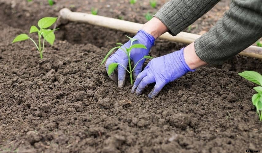 How to Reclaim a Neglected Vegetable Garden to Regain its Initial Glory (7 Useful Tips)