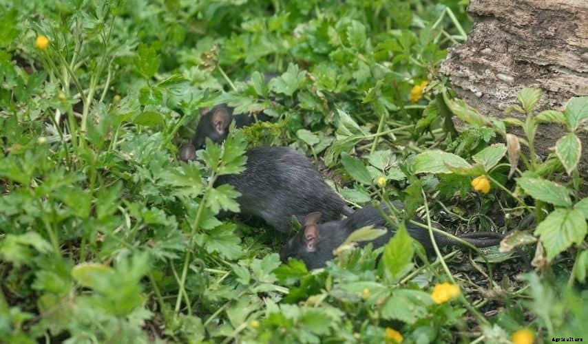 How to Keep Rats Out of Your Vegetable Garden (17 Ways)