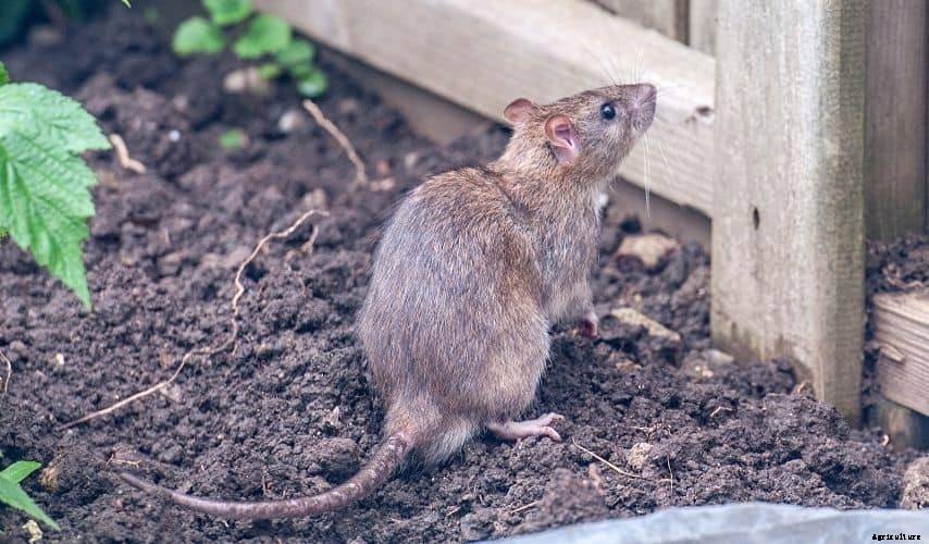 How to Keep Rats Out of Your Vegetable Garden (17 Ways)