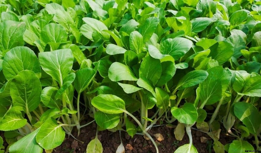 How to Keep Rats Out of Your Vegetable Garden (17 Ways)