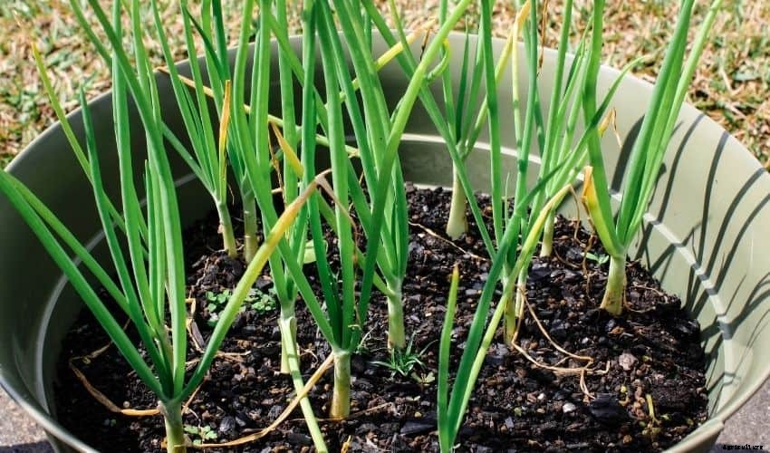 Best Ways to Grow Onions