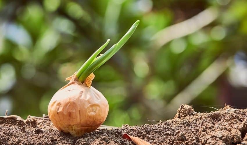 Best Ways to Grow Onions