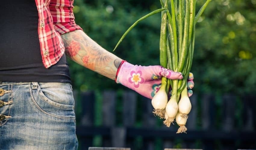 Best Ways to Grow Onions