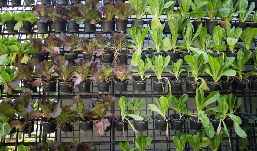 The Best Ways To Build A Vertical Vegetable Garden