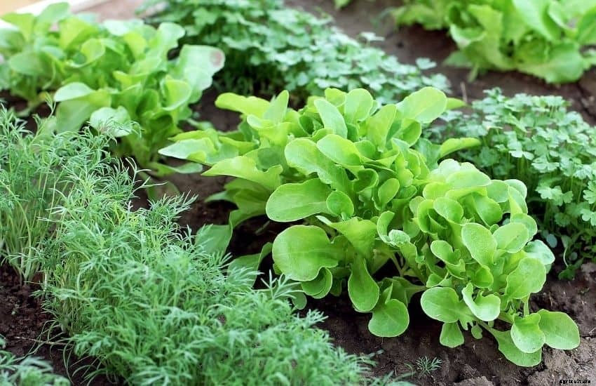 How to Take Care of a Vegetable Garden While on Vacation