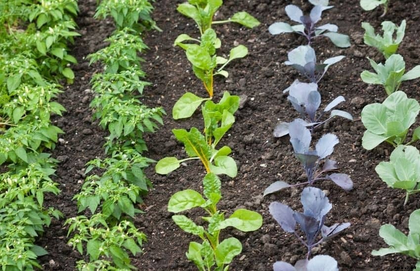 How to Take Care of a Vegetable Garden While on Vacation