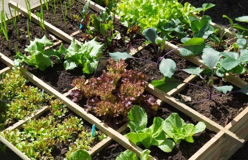 How to Take Care of a Vegetable Garden While on Vacation