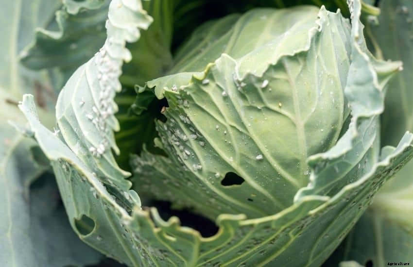 How to Get Rid of Whiteflies in A Vegetable Garden (8 Best and Doable Ways)