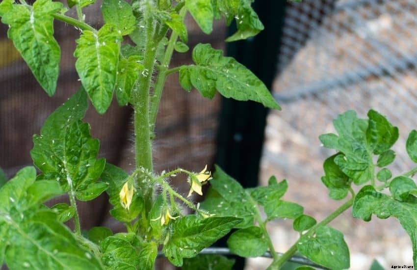 How to Get Rid of Whiteflies in A Vegetable Garden (8 Best and Doable Ways)