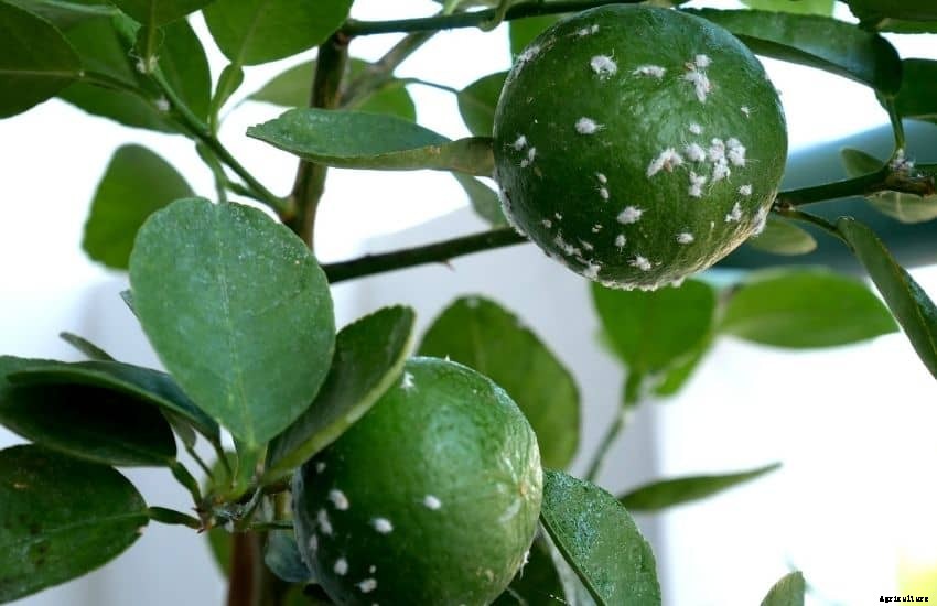 How to Get Rid of Whiteflies in A Vegetable Garden (8 Best and Doable Ways)