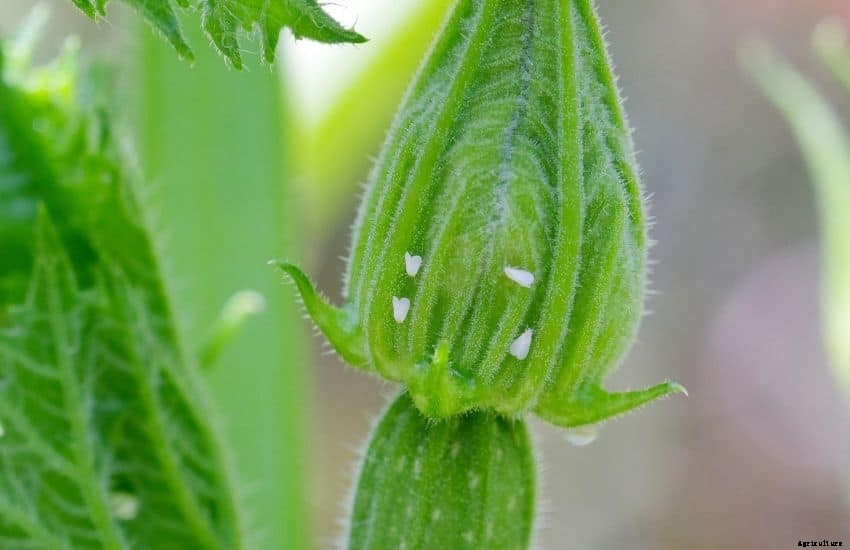 How to Get Rid of Whiteflies in A Vegetable Garden (8 Best and Doable Ways)