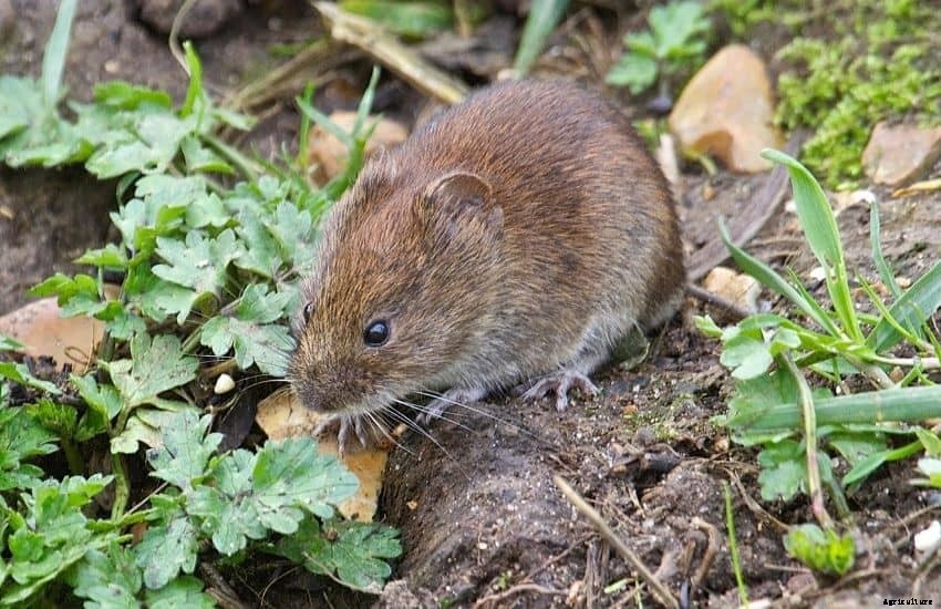 How to Get Rid of Voles in Vegetable Garden