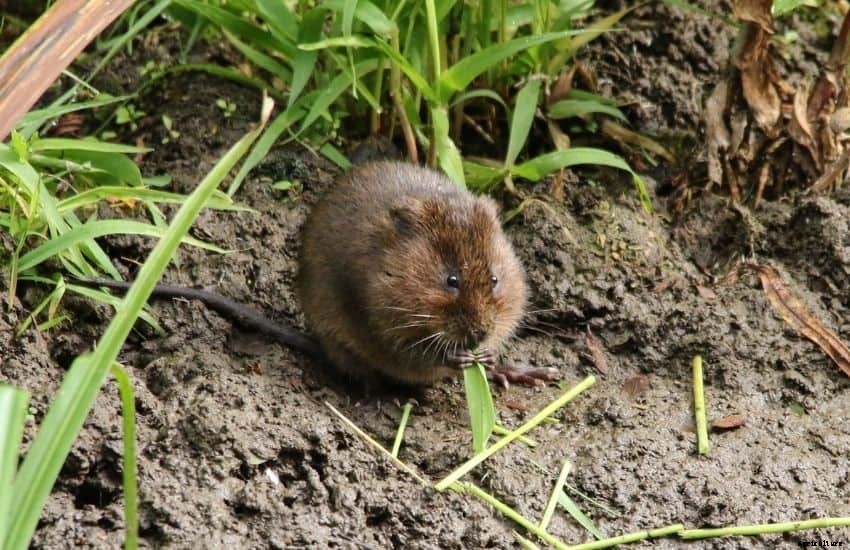 How to Get Rid of Voles in Vegetable Garden