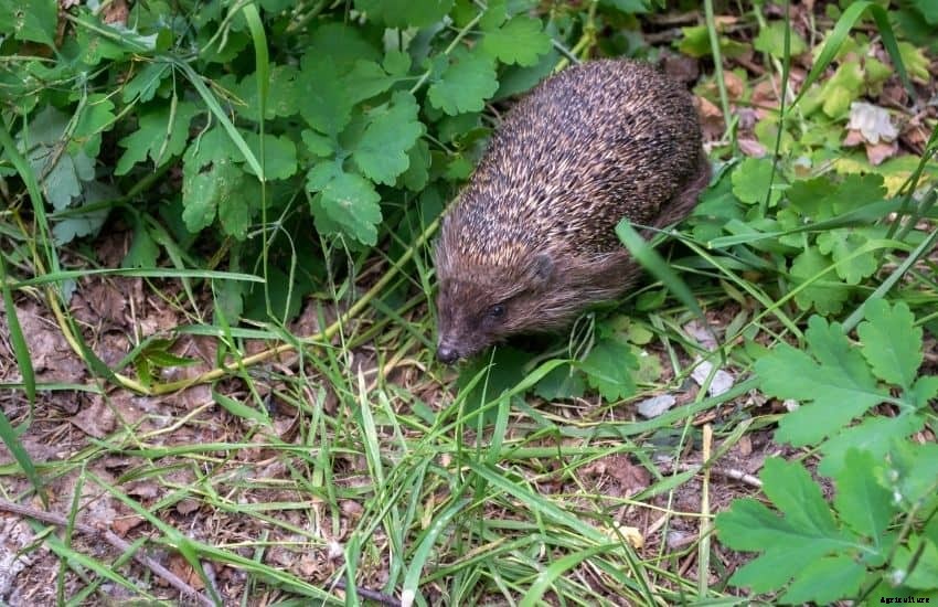 How to Get Rid of Voles in Vegetable Garden