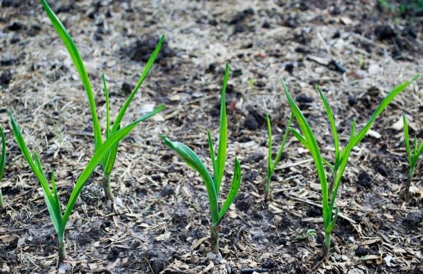 How to Grow Garlic in Soil