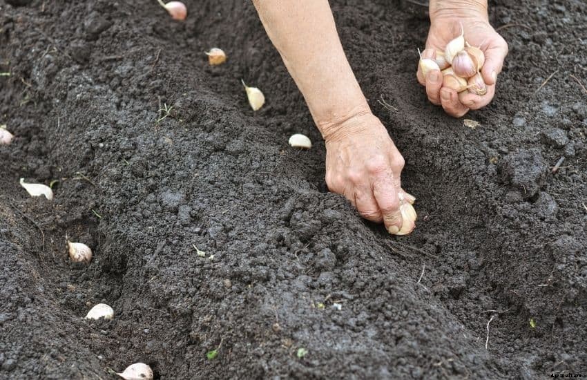 How to Grow Garlic in Soil