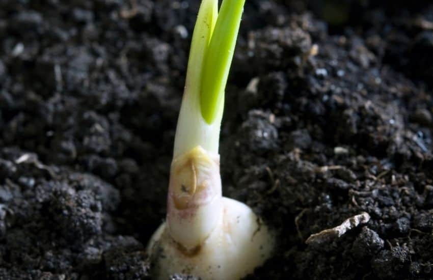 How to Grow Garlic in Soil