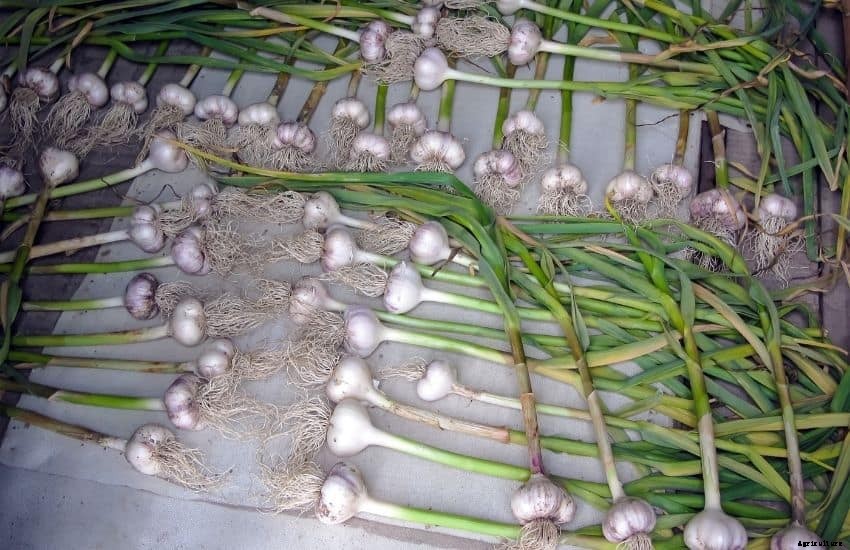 How to grow garlic hydroponically
