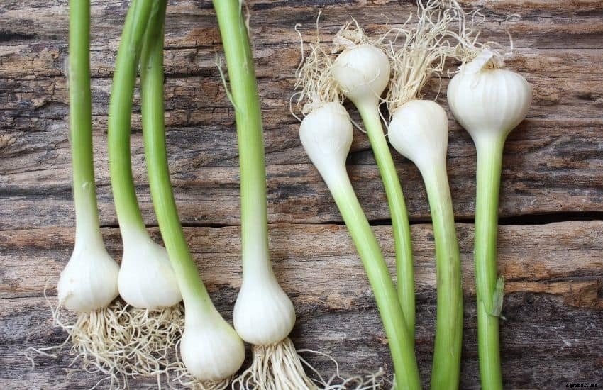 How to grow garlic hydroponically