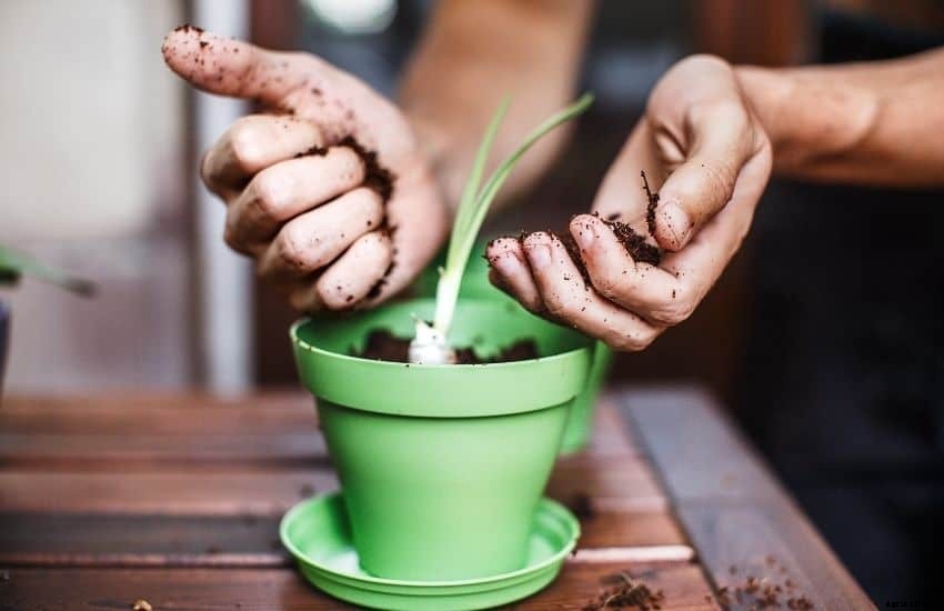 How to Grow Garlic in Pots