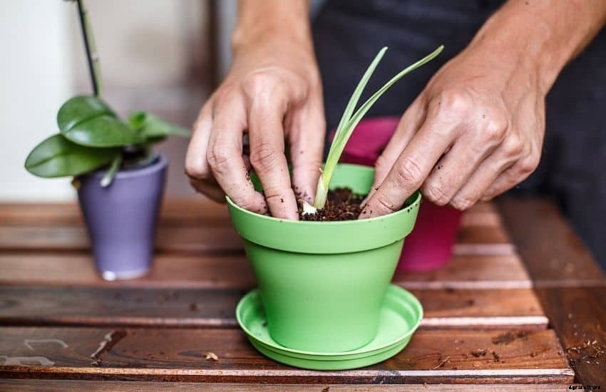How to Grow Garlic in Pots